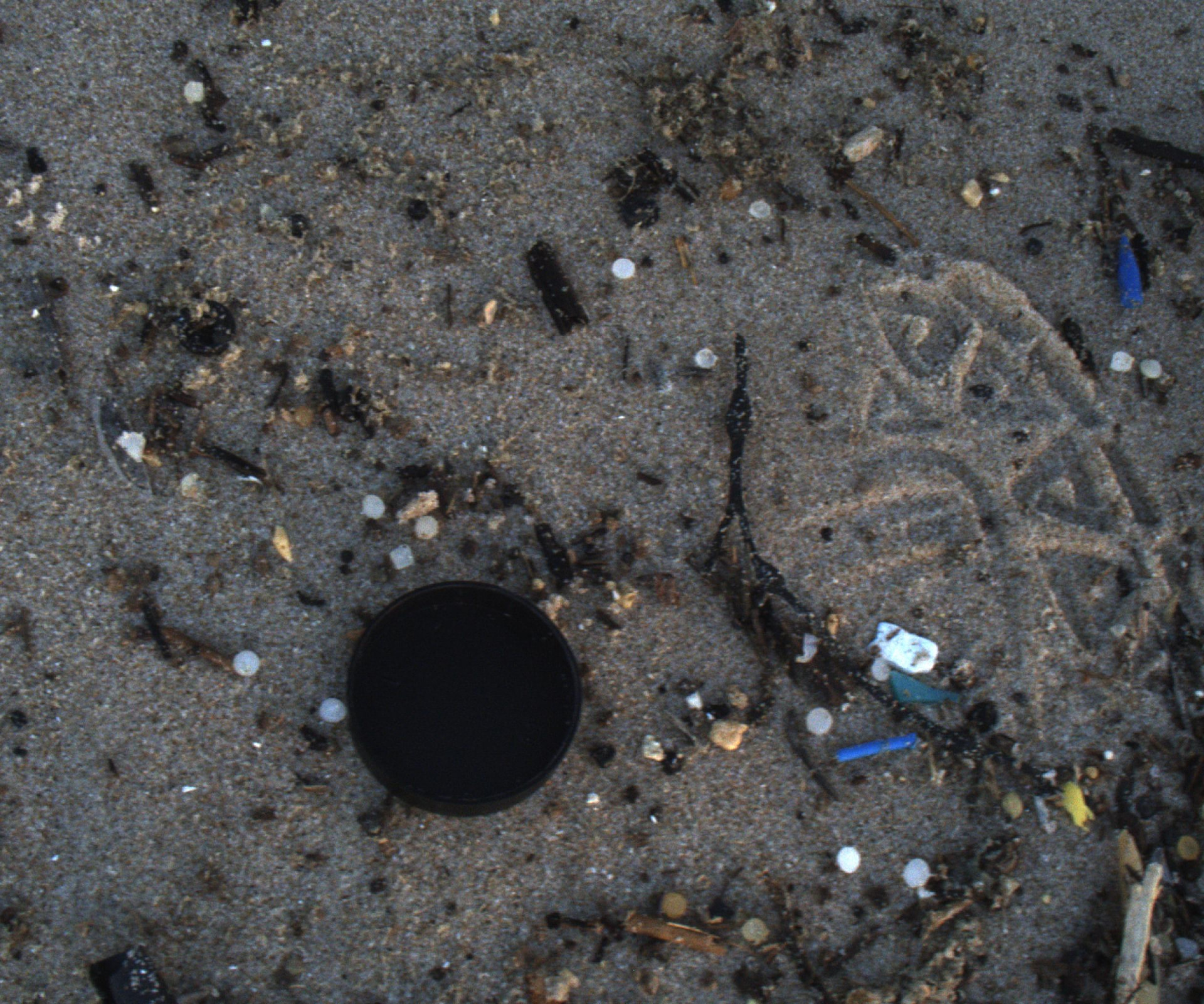 Raw photograph of grey beach sand scattered with small white plastic pellets, shells and driftwood